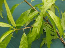 Quercus heterophylla