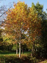 Quercus heterophylla