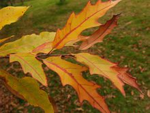 Quercus heterophylla