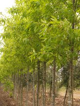 Quercus heterophylla