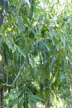 Quercus heterophylla