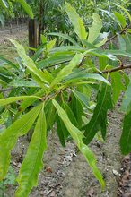 Quercus heterophylla