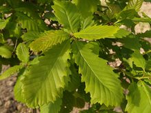 Quercus hickellii