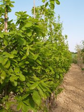 Quercus hickellii