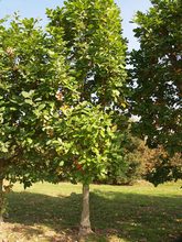 Quercus hickellii
