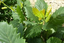 Quercus hickellii