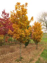 Quercus hickellii