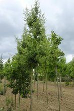 Quercus hispanica 'Diversifolia'