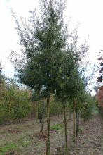 Quercus hispanica 'Diversifolia'