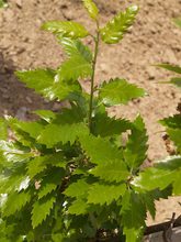 Quercus hispanica 'Fulhamensis'