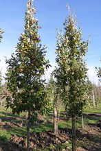 Quercus hispanica 'Fulhamensis'