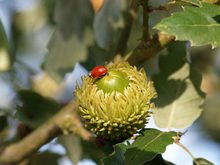 Quercus hispanica 'Fulhamensis'