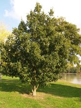 Quercus hispanica 'Fulhamensis'