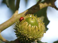 Quercus hispanica 'Fulhamensis'