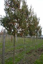 Quercus hispanica 'Fulhamensis'