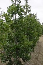 Quercus hispanica 'Lucombeana'