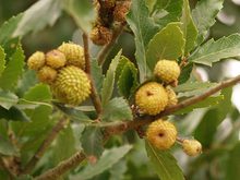 Quercus hispanica 'Lucombeana'