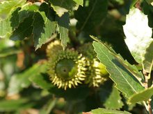 Quercus hispanica 'Lucombeana'