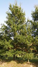 Quercus hispanica 'Lucombeana'