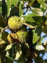 Quercus hispanica 'Lucombeana'