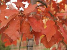 Quercus ilicifolia