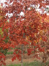 Quercus ilicifolia