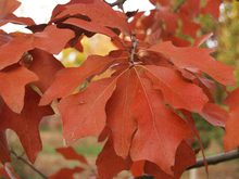 Quercus ilicifolia