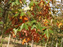 Quercus ilicifolia