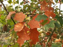 Quercus ilicifolia