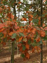 Quercus ilicifolia