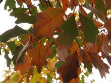 Quercus ilicifolia