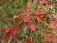 Quercus ilicifolia