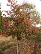 Quercus ilicifolia