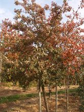 Quercus ilicifolia