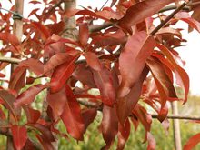 Quercus imbricaria
