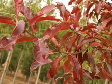 Quercus imbricaria