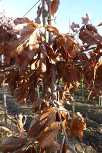 Quercus imbricaria