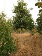 Quercus imbricaria