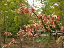 Quercus kelloggii