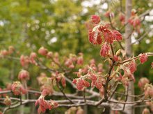 Quercus kelloggii