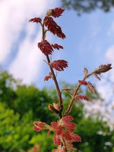 Quercus kelloggii