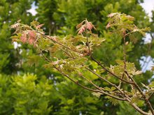 Quercus kelloggii