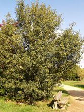 Quercus kewensis