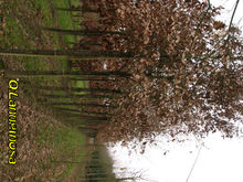 Quercus lanuginosa