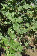 Quercus lanuginosa