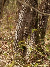 Quercus lanuginosa