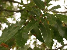 Quercus libani