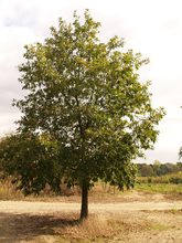 Quercus libani