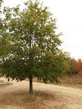 Quercus libani