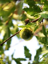 Quercus libani